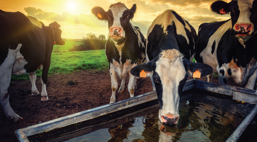 feed-additives-for-dairy-cows-necessary-to-overcome-heat-stress